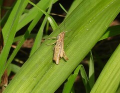 Chorthippus apricarius