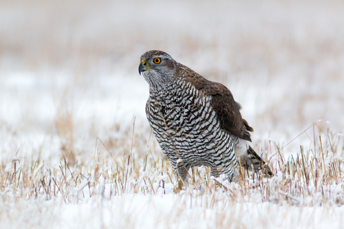 Eurasian Goshawk