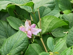 Pueraria montana