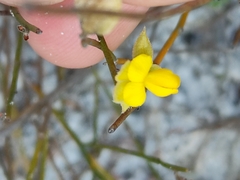 Jacksonia stackhousei