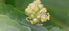 Mercurialis annua
