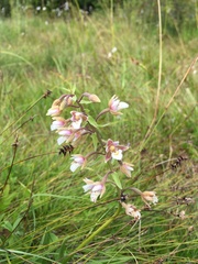 Epipactis palustris