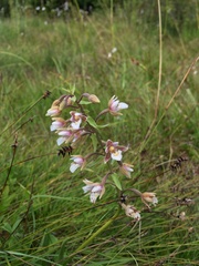 Epipactis palustris