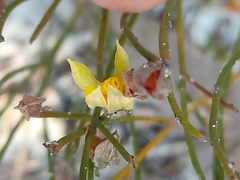 Jacksonia stackhousei