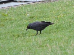 Corvus monedula monedula