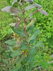 Salix tetrasperma