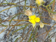 Jacksonia stackhousei