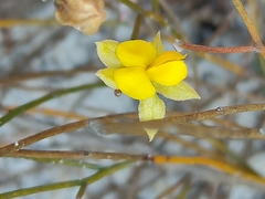 Jacksonia stackhousei