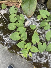 Thladiantha nudiflora