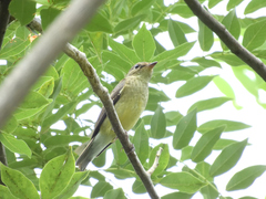 Ficedula zanthopygia