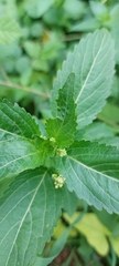Mercurialis annua