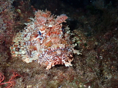 Scorpaena scrofa
