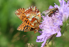 Boloria aquilonaris