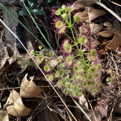 Drosera porrecta