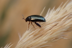 Psylliodes chrysocephala