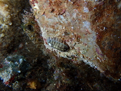 Rhyssoplax olivacea