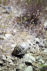 Testudo hermanni boettgeri