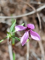 Tetratheca thymifolia