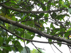 Ficedula zanthopygia