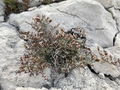 Limonium subanfractum