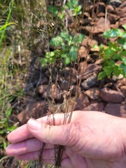 Poa palustris