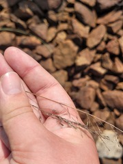 Poa palustris