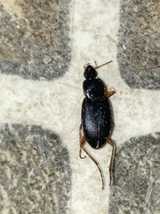 Calathus opaculus