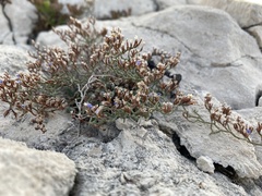 Limonium subanfractum