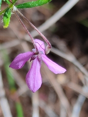 Tetratheca thymifolia