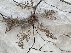 Limonium subanfractum