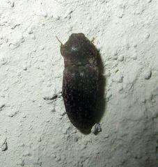 Elateridae
