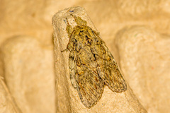 Peridea anceps