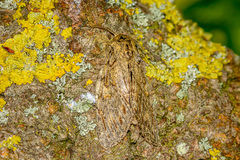 Peridea anceps
