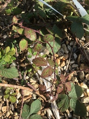 Rubus fruticosus