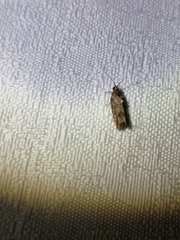 Isotenes miserana