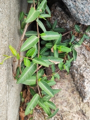 Trachelospermum jasminoides
