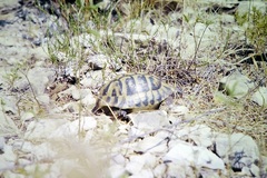 Testudo hermanni boettgeri