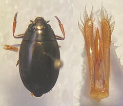 Dineutus assimilis