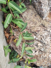 Trachelospermum jasminoides