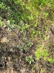 Dracocephalum thymiflorum