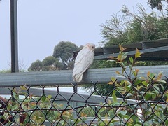 Cacatua tenuirostris