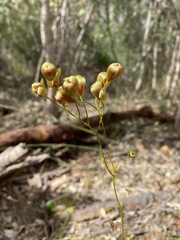 Drosera calycina