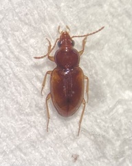 Elaphropus