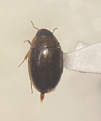 Enochrus