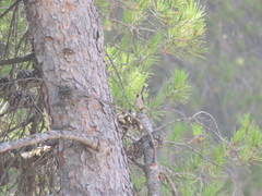 Curruca iberiae