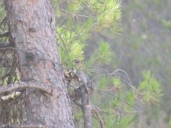 Curruca iberiae