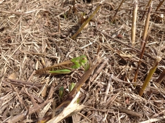 Locusta migratoria