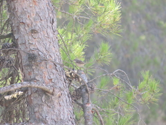 Curruca iberiae