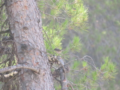 Curruca iberiae