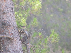 Curruca iberiae